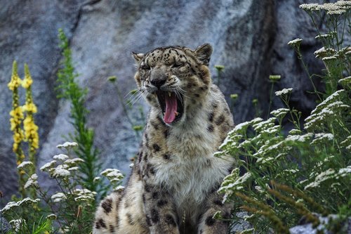 snow leopard  predator  big cat