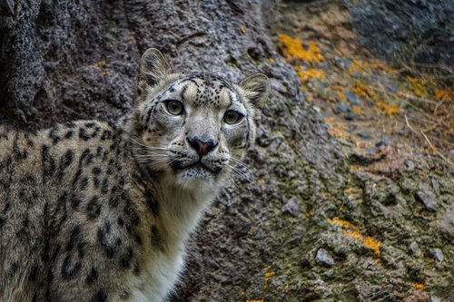 snow leopard  cat  big cat