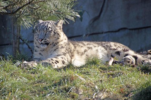 snow leopard  predator  big cat