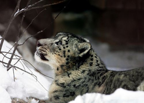 snow leopard reclined looking