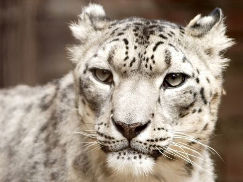snow leopard portrait looking