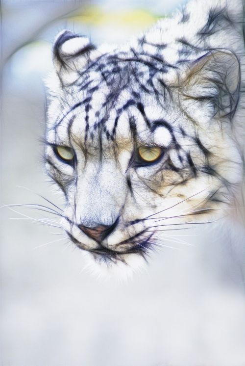 snow leopard cat feline