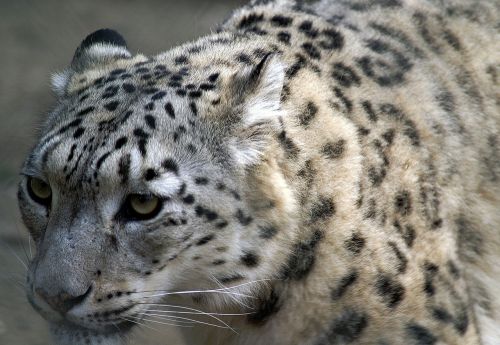 snow leopard close profile