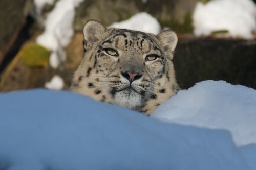 snow leopard panthera uncia zoo