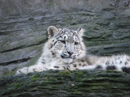 snow leopard animals nature