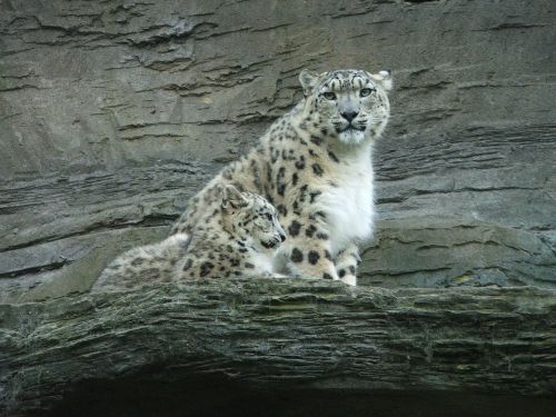 snow leopard cub baby