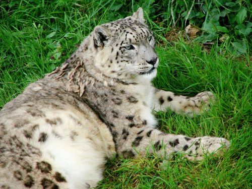 snow leopard reclining staring ground