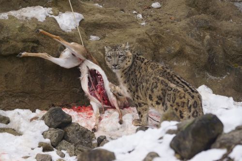 snow leopard food eat