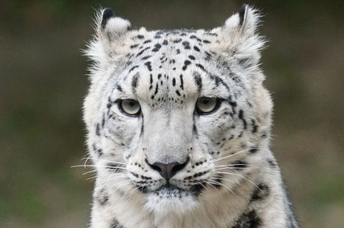 snow leopard portrait predator