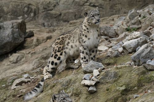 snow leopard cat animals