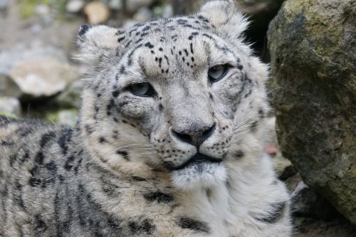 snow leopard male cat