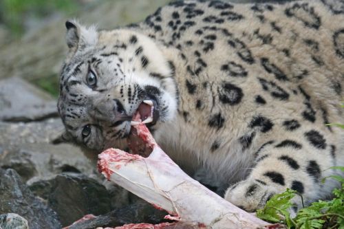 snow leopard food eat