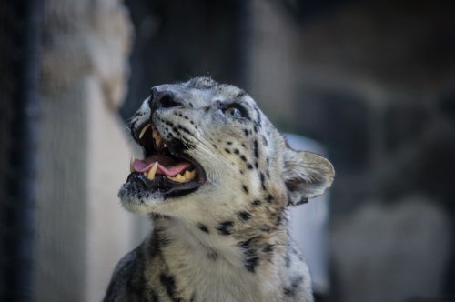 Snow Leopard&#039;s Face