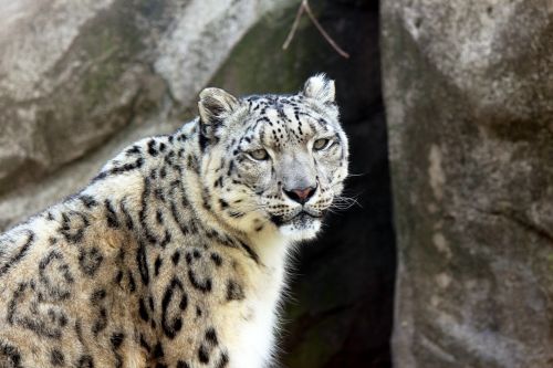 Snow Leopard Standing