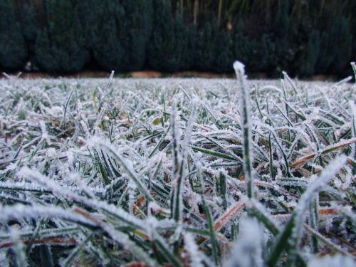 snow meadow frost winter