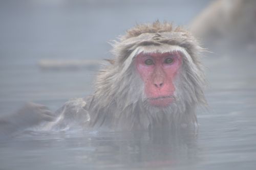 snow monkey onsen japanese