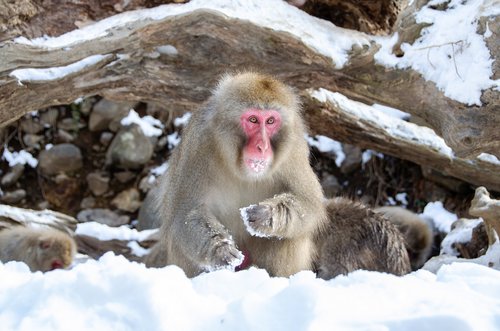 snow monkey  japanese macaque  japan