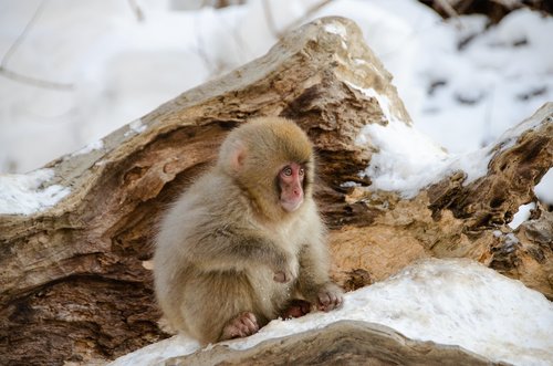 snow monkey  japanese macaque  baby