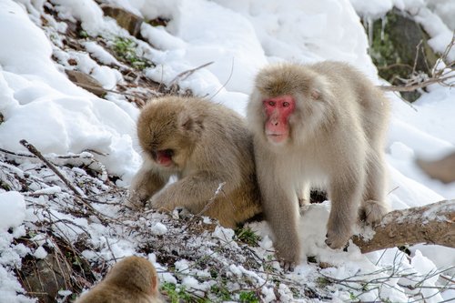 snow monkey  japanese macaque  japan