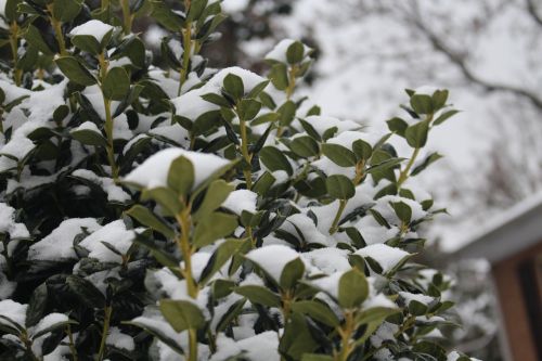 snow on bushes bushes winter
