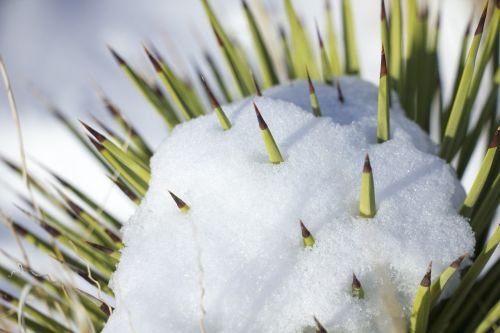 snow on cactus winter desert