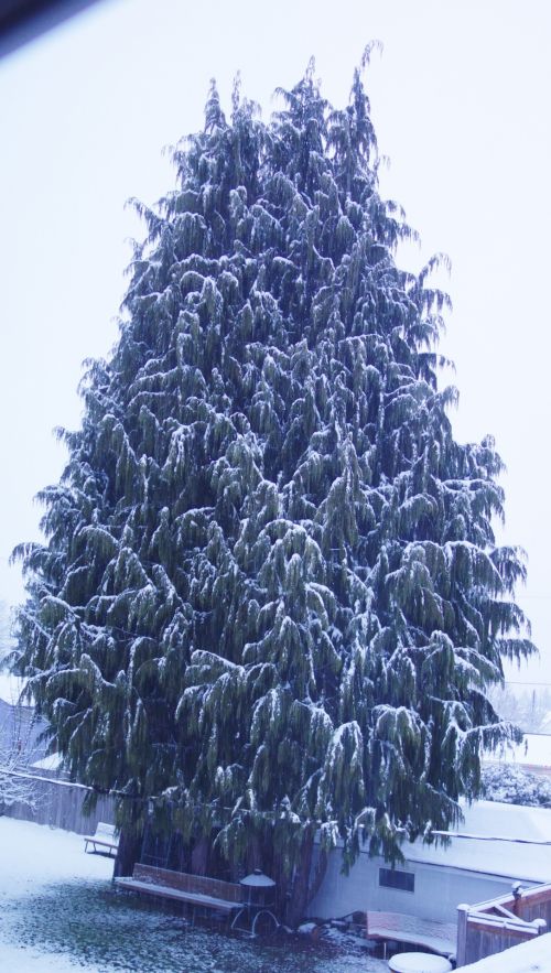 Snow On Cedar