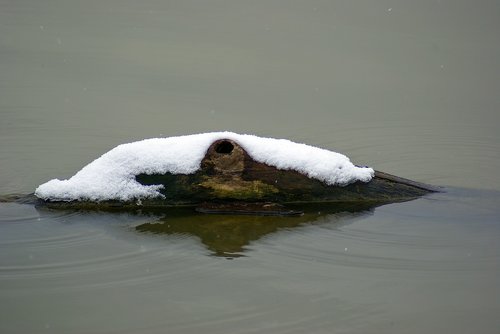snow on driftwood in lake  snow  lake