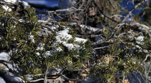 Snow On Pine Branches Background