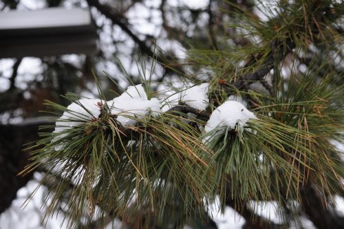 Snow On Pine Branches
