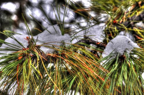 Snow On Pine Needles