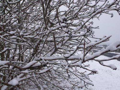 Snow On Tree