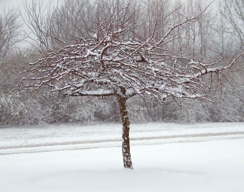 Snow On Tree