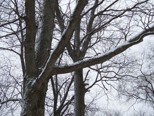 Snow On Trees