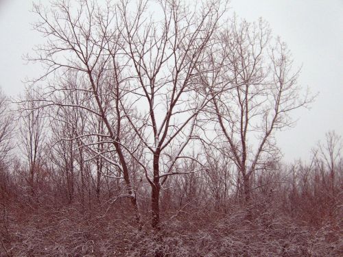 Snow On Trees