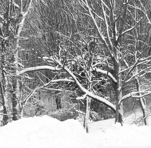 Snow On Trees