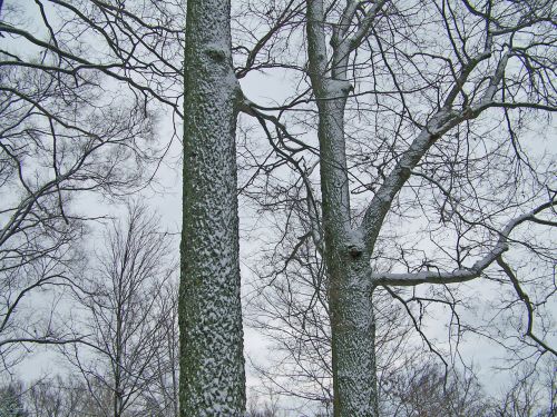 Snow On Trees 2