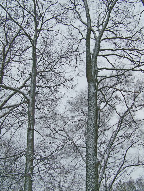 Snow On Trees 3