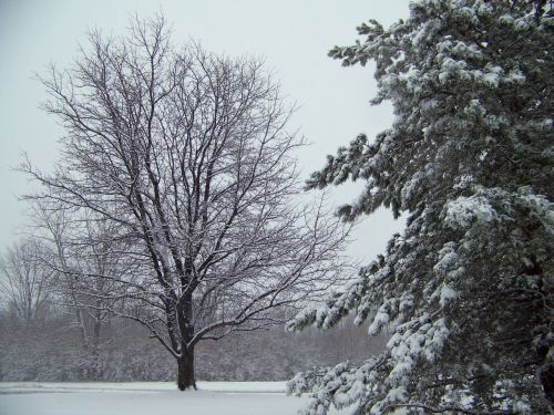 Snow On Trees