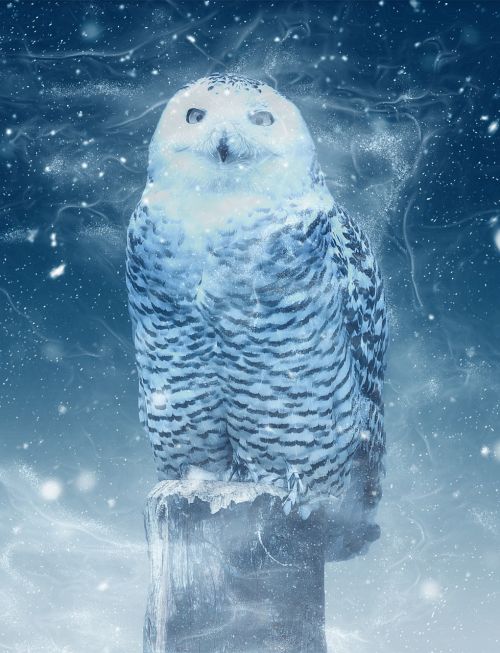 snow owl owl barn owl