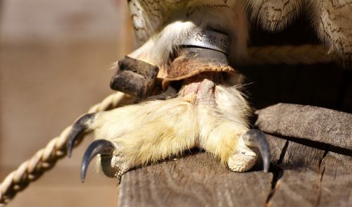 snow owl foot bubo scandiacus