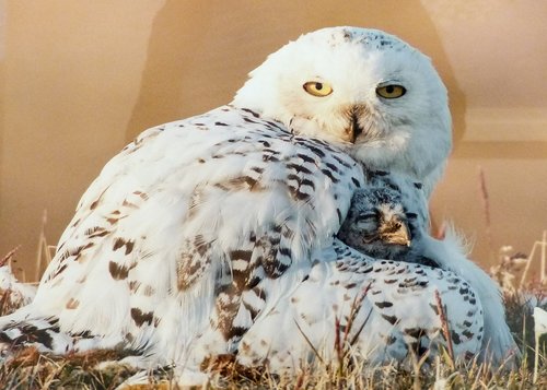 snow owl  bird  white