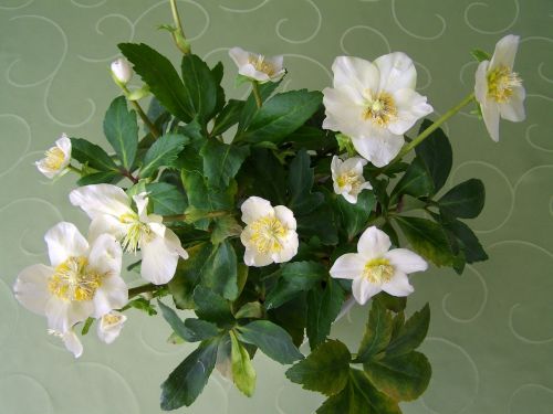 snow rose white flower plant