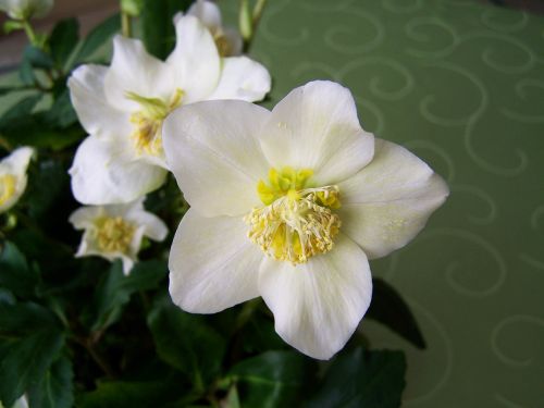 snow rose white flower plant