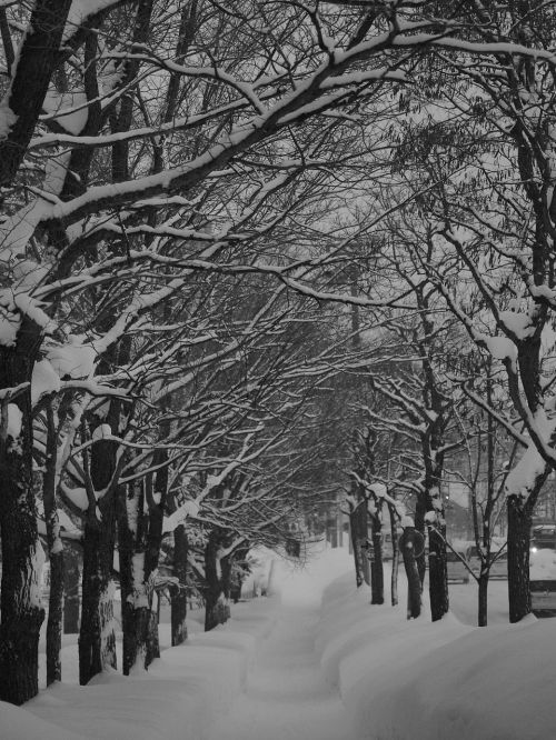 snow scene winter road