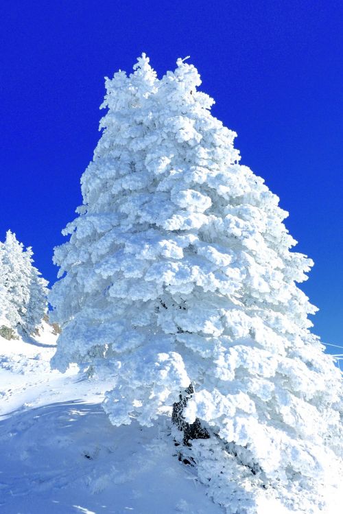 snow sculpture rigi central switzerland
