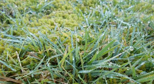 snow tau green grass meadow