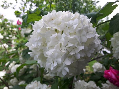 snowball white flower