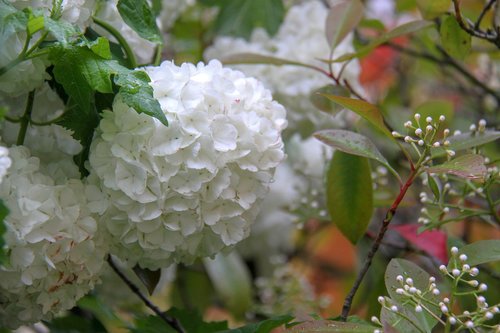 snowball  viburnum  flower