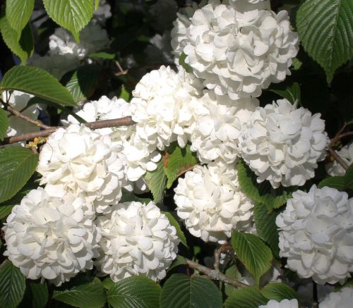 snowball blossoms flowers spring