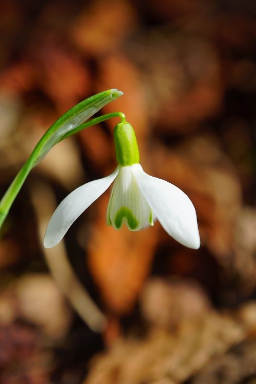 snowdrop blossom bloom